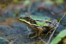 Closeup On A Colorful Green Sub-adult Marsh Frog, Pelophylax Ridibundus