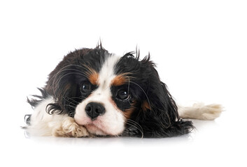 Sticker - cavalier king charles