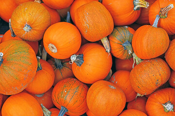 Wall Mural - Pile of many small orange 'Little Halloween' carving pumpkins