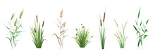 Cattail, Reeds, Cane, Sedge And Other Marsh Grass - A Set Of Color Vector Drawings Isolated On A White Background.