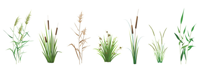 cattail, reeds, cane, sedge and other marsh grass - a set of color vector drawings isolated on a whi