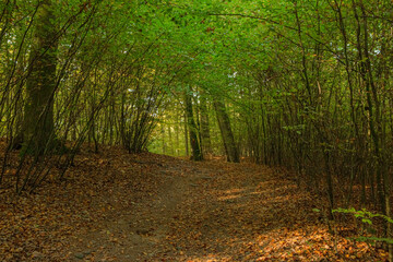 Wall Mural - Beautiful autumn forest