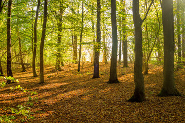 Wall Mural - Sunlit autumn forest in september