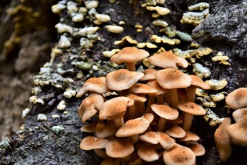 Wall Mural - mushrooms on the tree