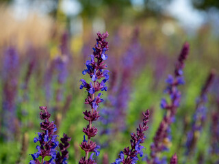 Wall Mural - Close-up of a Salvia Nemorosa plant with purple flowers in a meadow.