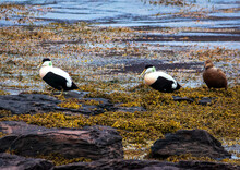 Male And Female Common Eider Ducks, Ísafjarðardjúp, Westfjords, Iceland