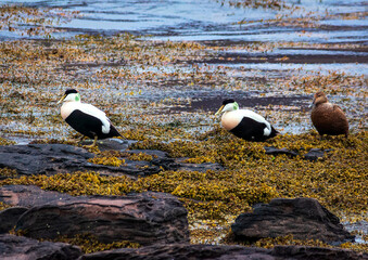 Male and female Common eider ducks, Ísafjarðardjúp, Westfjords, Iceland