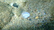 Seashell of bivalve mollusc smooth clam or smooth callista, brown venus (Callista chione) undersea, Aegean Sea, Greece, Halkidiki