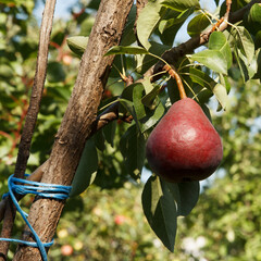 big heavy red pear matured on a branch in garden. branch is tied with a blue rope to support so as n