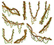 Collection of twisted wild lianas branches. Jungle vine plants. Rainforest flora and exotic botany. Woody natural branches