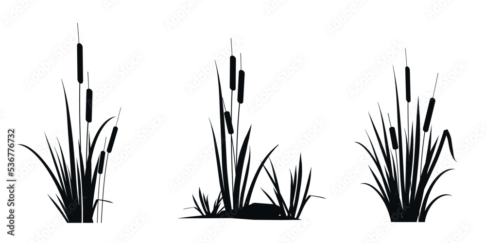 Cattail reeds - a set of silhouette drawings isolated on a white ...