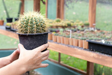 Hand Of Female Gardener Hold Pot Of Cactus With Other Plant In Garden Background