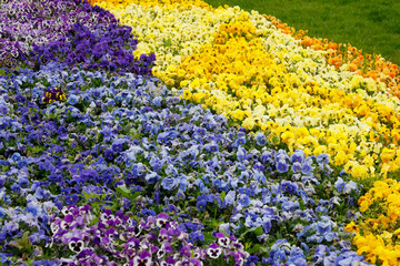 Wall Mural - Densely growing pansies in the park