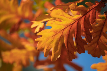 Wall Mural - autumn landscape. autumn colorful bright leaves on an oak tree