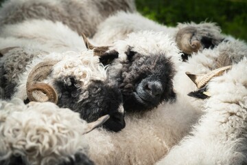 Poster - Herd of black nose sheep with two black nose sheep resting on another one