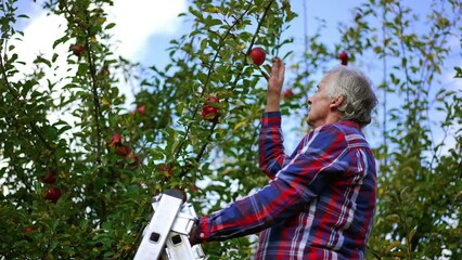 Wall Mural - Man in checkered shirt picks ripe red apples from the top branches. Harvest season at the farm.