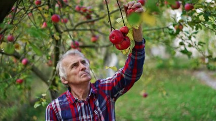 Wall Mural - Adult farmer collects red ripe apples from lower branches of a tree. Man puts the picked fruit into the box carefully. Blurred backdrop.