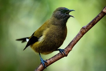 Wall Mural - Closeup of a beautiful New Zealand bellbird sitting on a branch