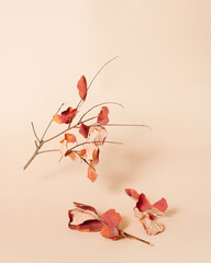 tree branch hovering with red autumn leaves on bright beige background. minimal idea for fall season