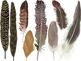 Sticker - eight spotted brown feathers isolated on white