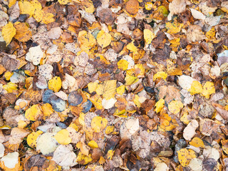 Poster - Red and orange autumn leaves background