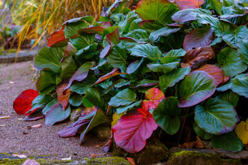 Badan thick-leaved, or Saxifrage thick-leaved , or Mongolian tea ( lat. Bergenia crassifolia ) in autumn season