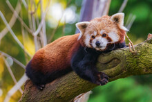 The Red Panda (Ailurus Fulgens), Also Known As The Lesser Panda, Is A Small Mammal Native To The Eastern Himalayas And Southwestern China.