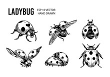 Ladybug Sketch. Hand Drawn Vector Illustration