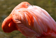 American Flamingo (Phoenicopterus Ruber) Is A Large Species Of Flamingo Closely Related To The Greater Flamingo And Chilean Flamingo Native To The Neotropics.