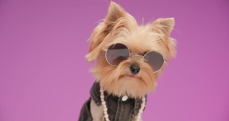 Wall Mural - adorable baby Yorkshire terrier dog in fashion clothes with tongue out wearing sunglasses and looking away in front of pink background in studio