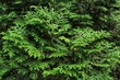 Green branches of thuja tree. Evergreen chinese cypress tui coniferous. Thuya juniper twig. Decorative plant gardening. Nature cedar christmas composition leaves texture pattern background. Close-up