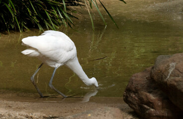 Great Egret (Ardea alba)