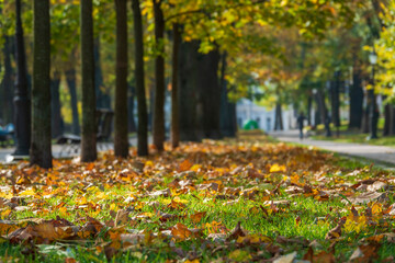 Canvas Print - Carpet of fallen leaves in the autumn park.