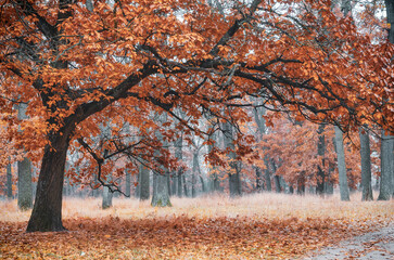 Canvas Print - Big old oak tree