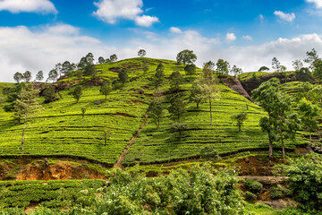 Poster - Tea plantations in Sri Lanka