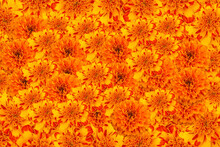Vivid Close Up Of A Mural Full Of Beautiful Orange Flowers Of Cempasuchil. Cempasuchil Mexican Fall Flower Texture.