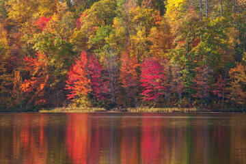 Wall Mural - trees in brilliant autumn color reflecting in a small lake in northern minnesota
