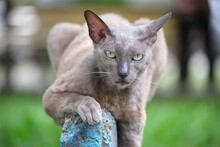 Big Gray Angry Looking Sphinx Breed Stray Cat Resting On Steet Outdoors In Summer