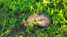 	Nine-banded Armadillo Looking For Food In Florida Park.