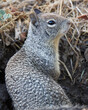 Ground Squirrel Looking at the Camera