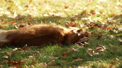 Wall Mural - 4K video with a Golden Retriever dog playing in park in a beautiful autumn landscape with amazing sunset light. Dog pet filming in nature.