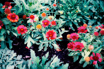 Wall Mural - Colorful flowers with background.