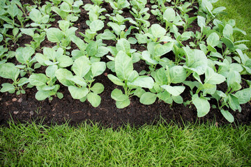 Wall Mural - Kale at green lawn.