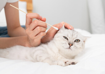 Hand use cotton with earwax cleaning of small white kitten with black stripes, cat Scottish fold breed on white bed.