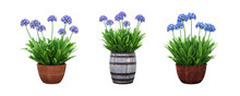 Decorative Flower In A Pot Isolate On A Transparent Background, 3D Illustration, Cg Render