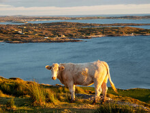 Dairy Cow In A Field On A Hill. Stunning Nature Scene With Fields And Ocean In The Background. Soft And Warm Sunset Light. Farming And Agriculture Industry. No People. West Of Ireland.