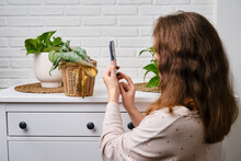 Woman Hands With A Mobile Phone Take A Photo And Video Of A Withered Plant In A Pot, Home Living Room. Scindapsus Pictus Trebie Or Silver Vine