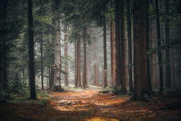 Wall Mural - Beautiful shot of a dark mysterious forest on a foggy day in fall