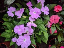 Close Up On Purple Impatiens Flower And Leaves (Impatiens Walleriana)