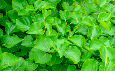 Wall Mural - Fresh green grass as background. Selective focus with shallow depth of field.